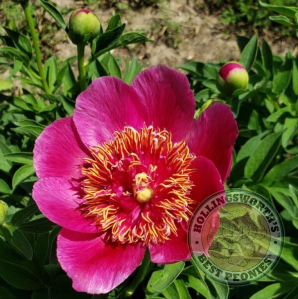 Paeonia officinalis var. anemonaeflora - Image 2