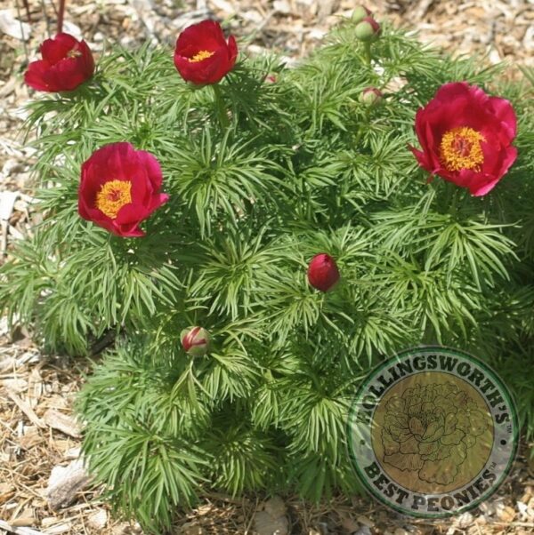 Paeonia tenufolia (Fern-leaf Peony) - Image 2