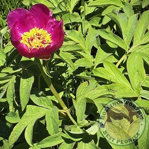 Paeonia humilis - Image 2